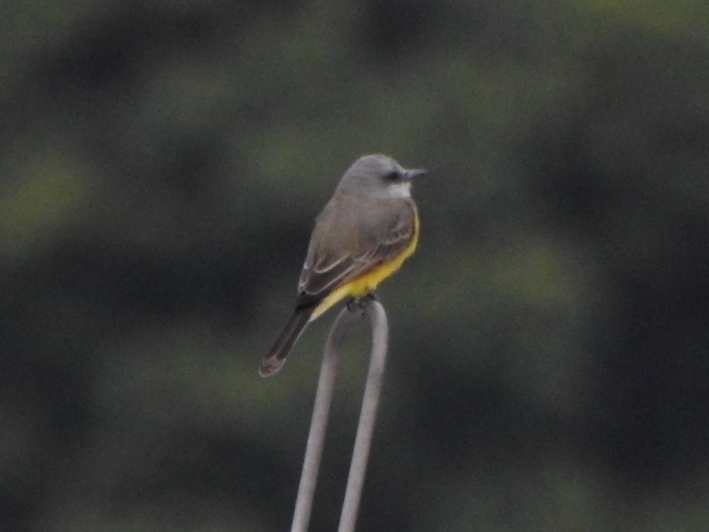 Tropical Kingbird - ML646291268