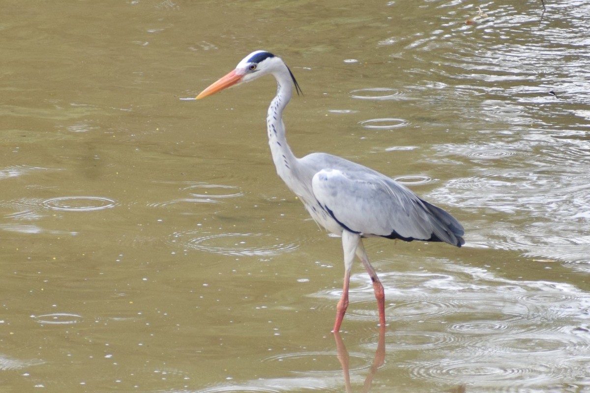 Koartza hauskara - ML646291269