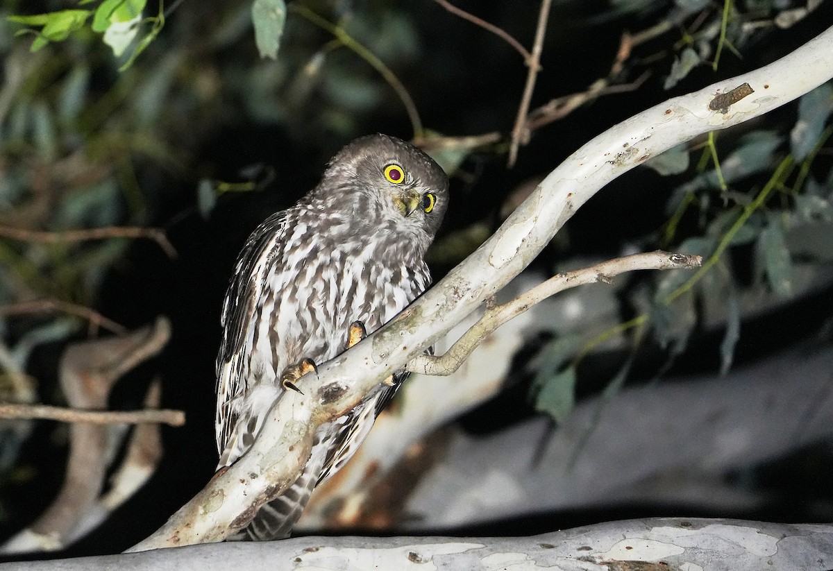 Barking Owl - ML646291270