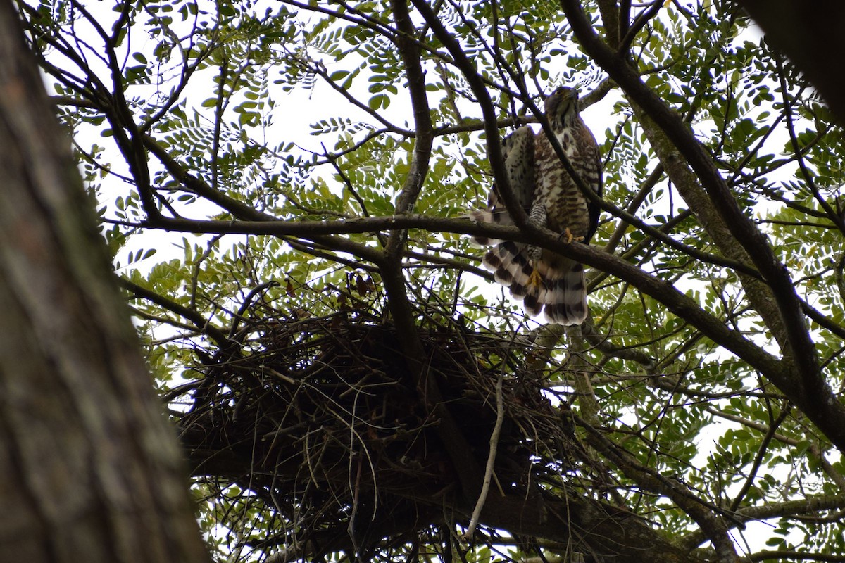 Crested Goshawk - ML646291272