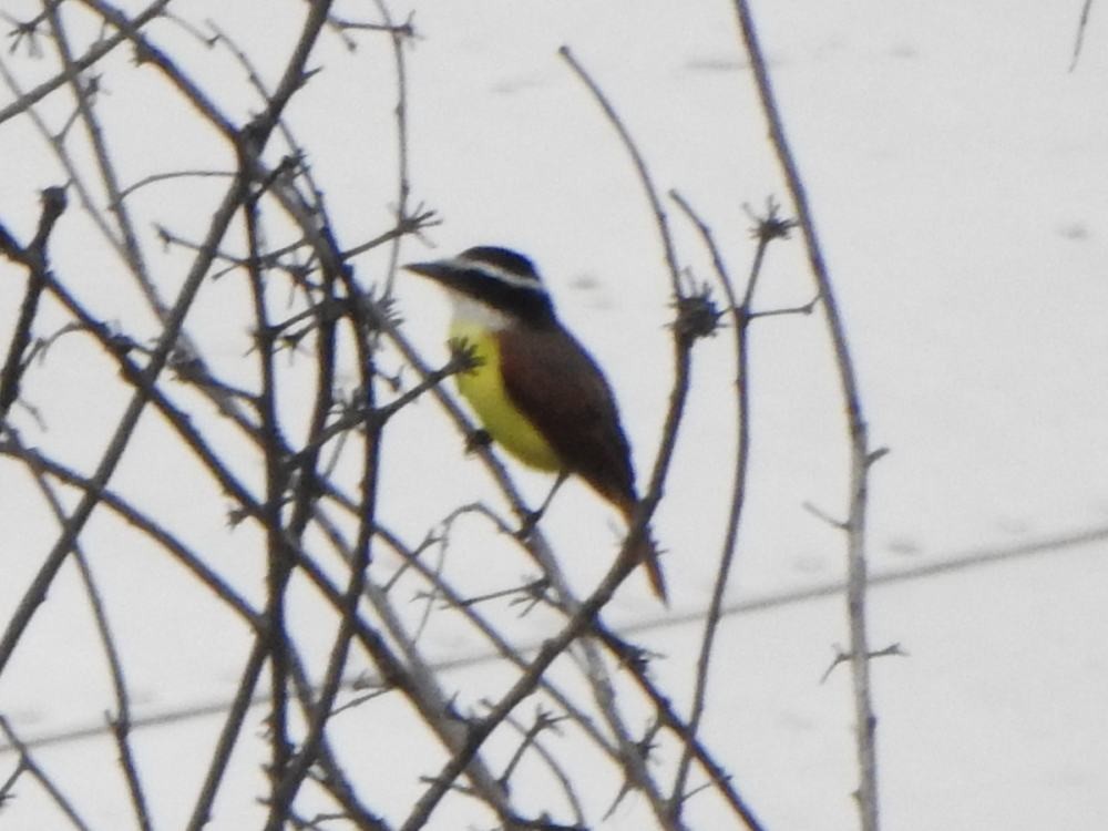 Great Kiskadee - ML646291274