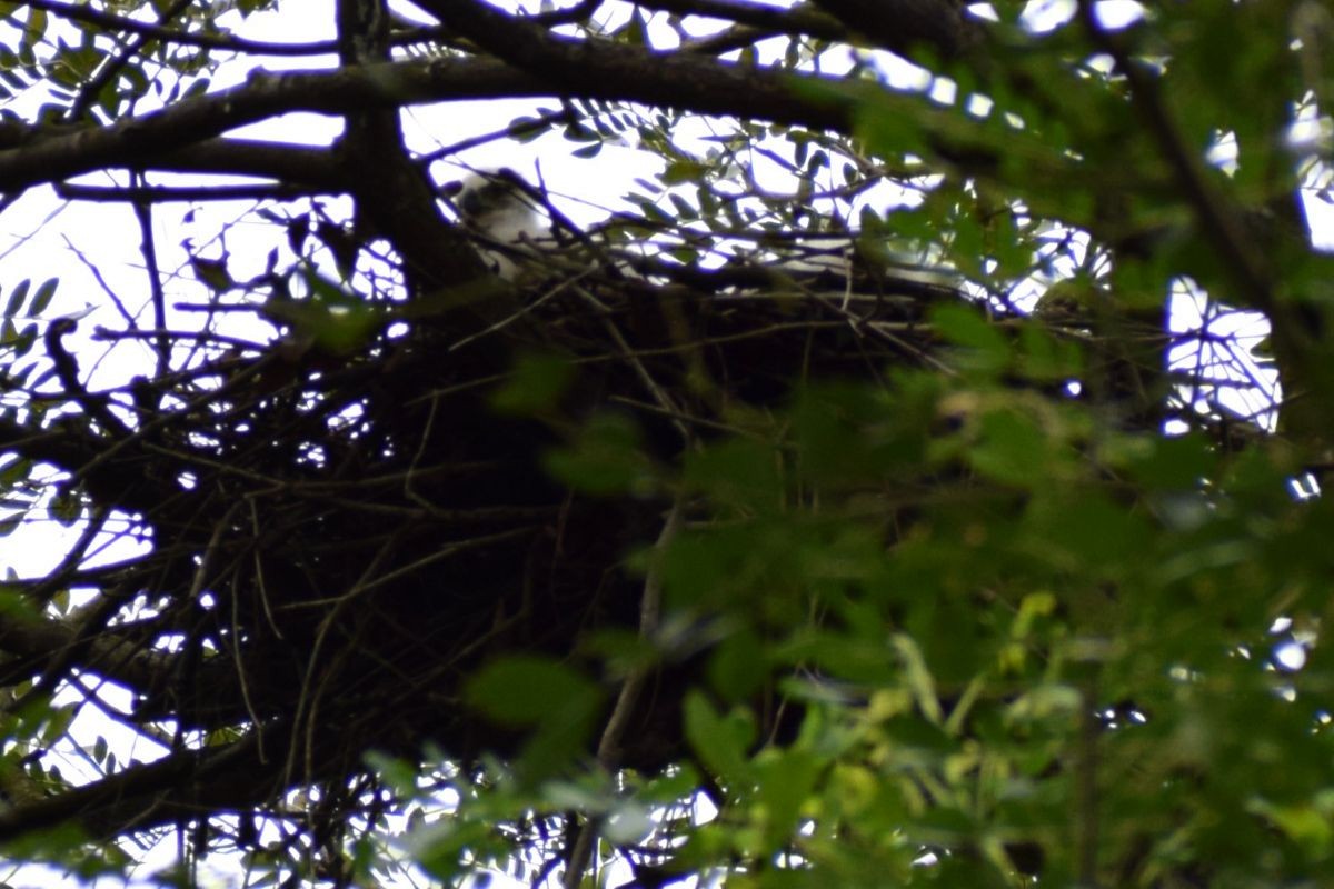 Crested Goshawk - ML646291275