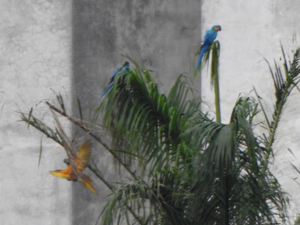 Guakamaio hori-urdina - ML646291276