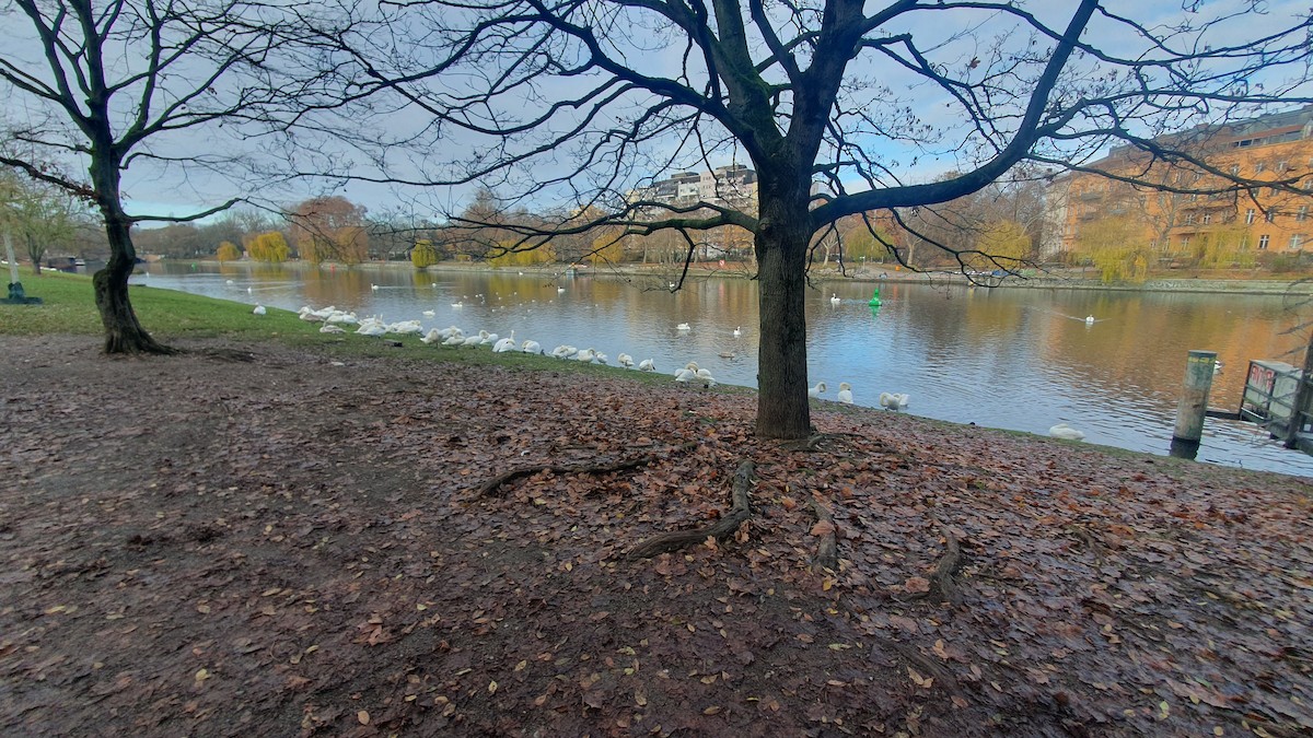 Beltxarga arrunta - ML646291277