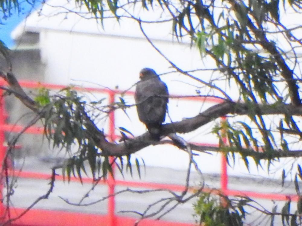 Roadside Hawk - ML646291279