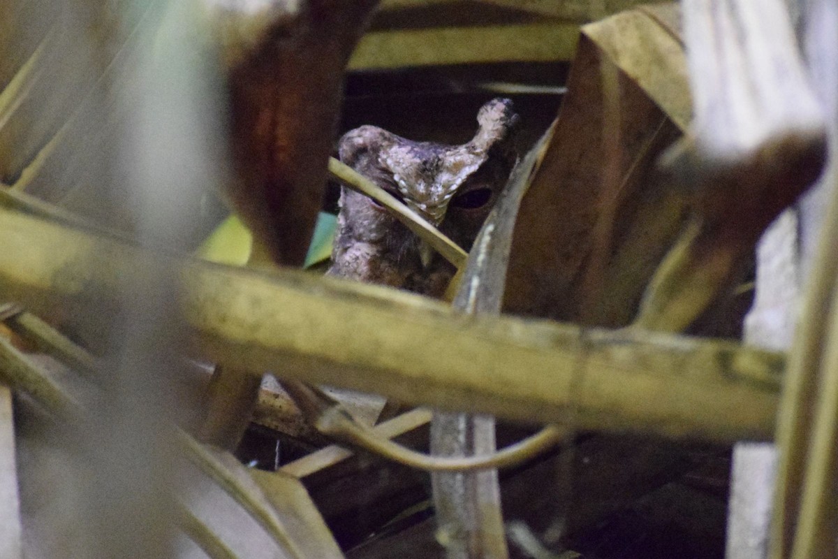 Collared Scops-Owl - ML646291280