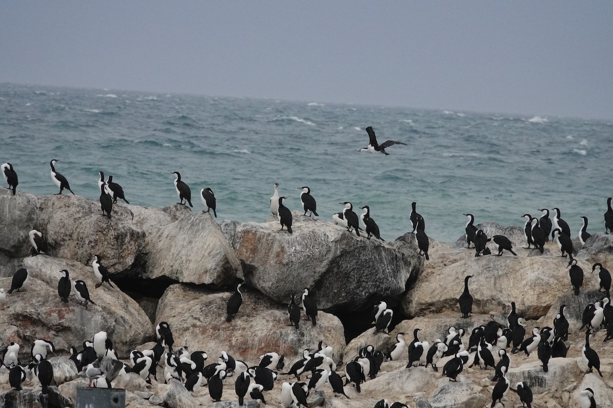 Black-faced Cormorant - ML646291281