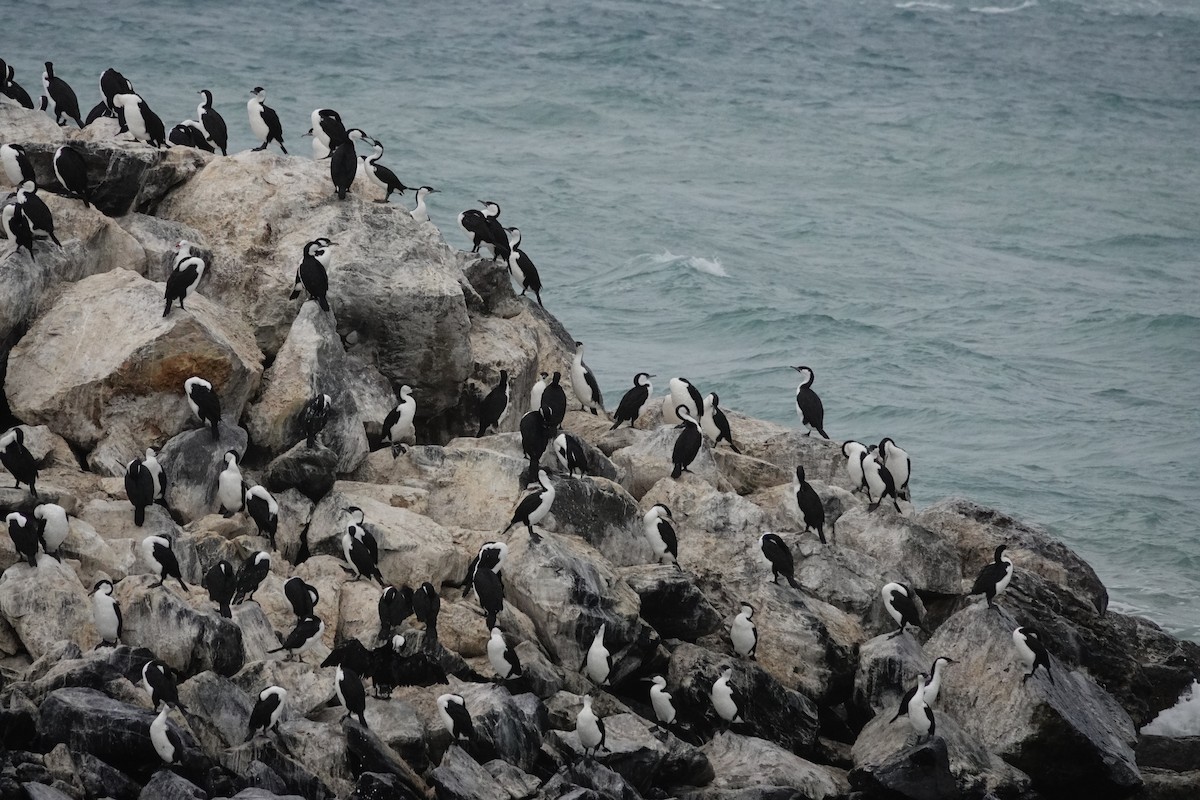 Black-faced Cormorant - ML646291282