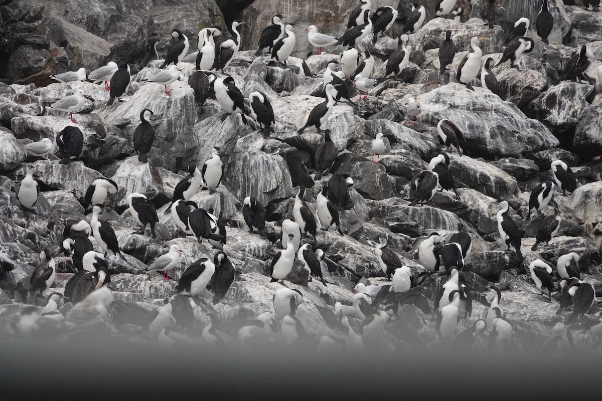 Black-faced Cormorant - ML646291283