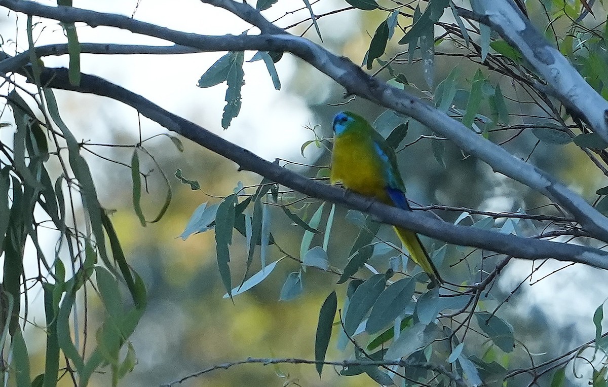 Turquoise Parrot - ML646291284