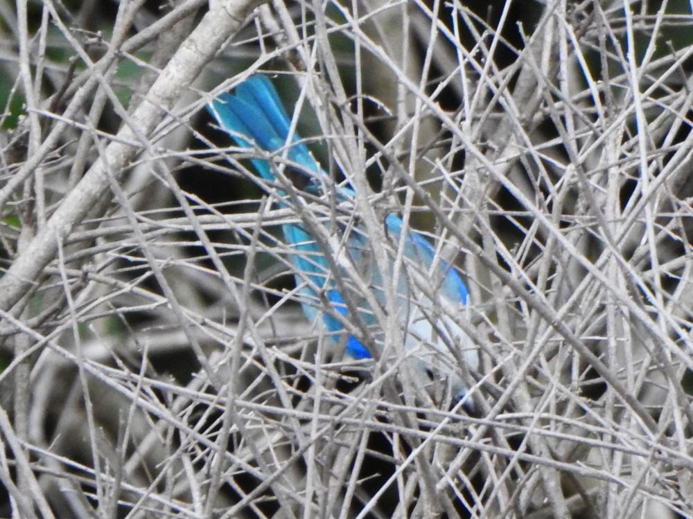 Blue-gray Tanager - ML646291285