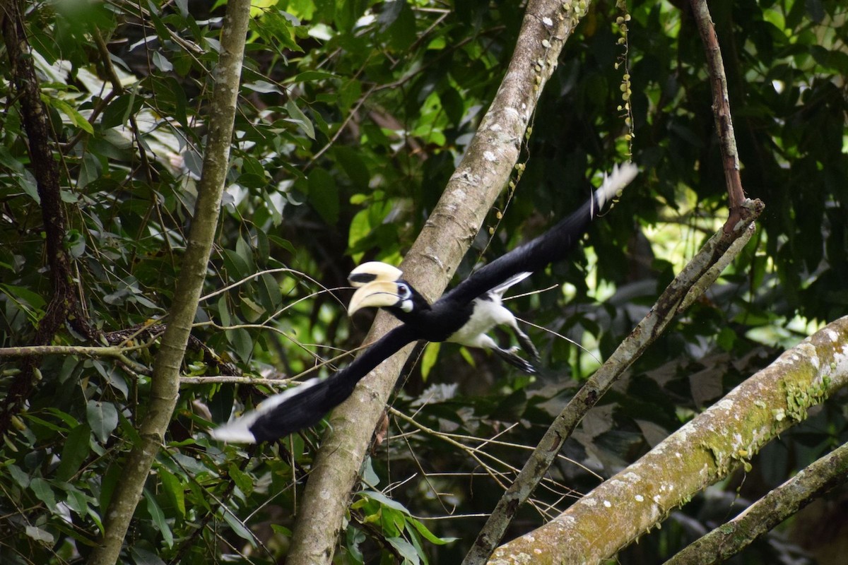 Oriental Pied-Hornbill - ML646291286