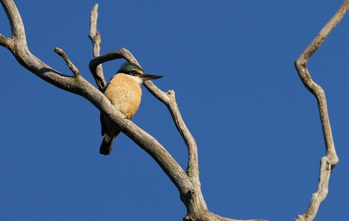 Sacred Kingfisher - ML646291287