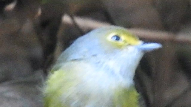 Bireo begizuria - ML646291288