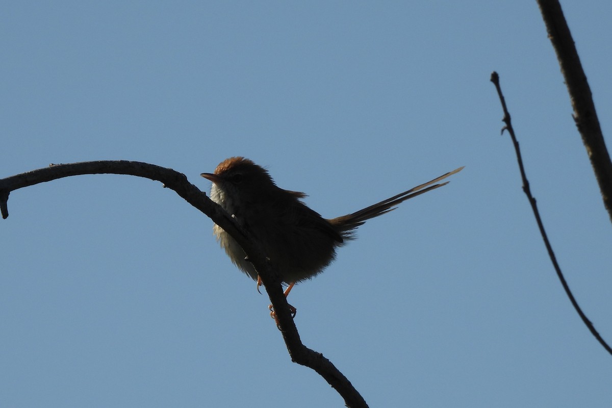 Rufous-crowned Prinia - ML646291289