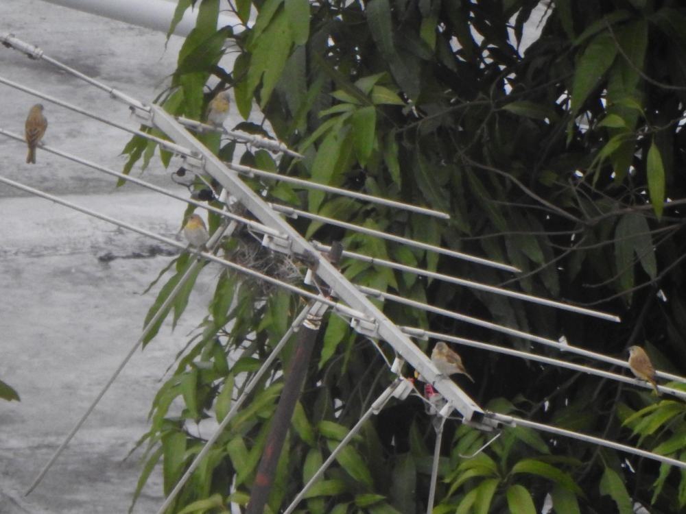 Saffron Finch - ML646291290