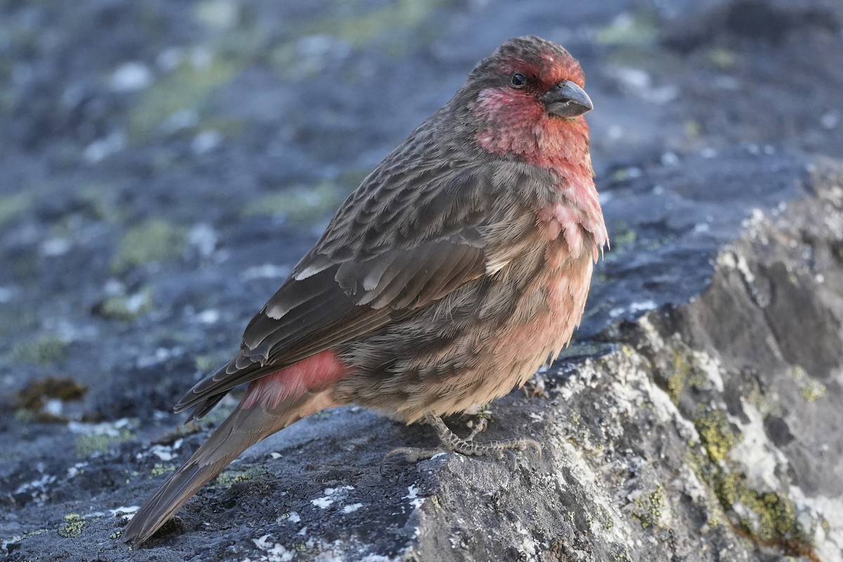Red-fronted Rosefinch - ML646291291