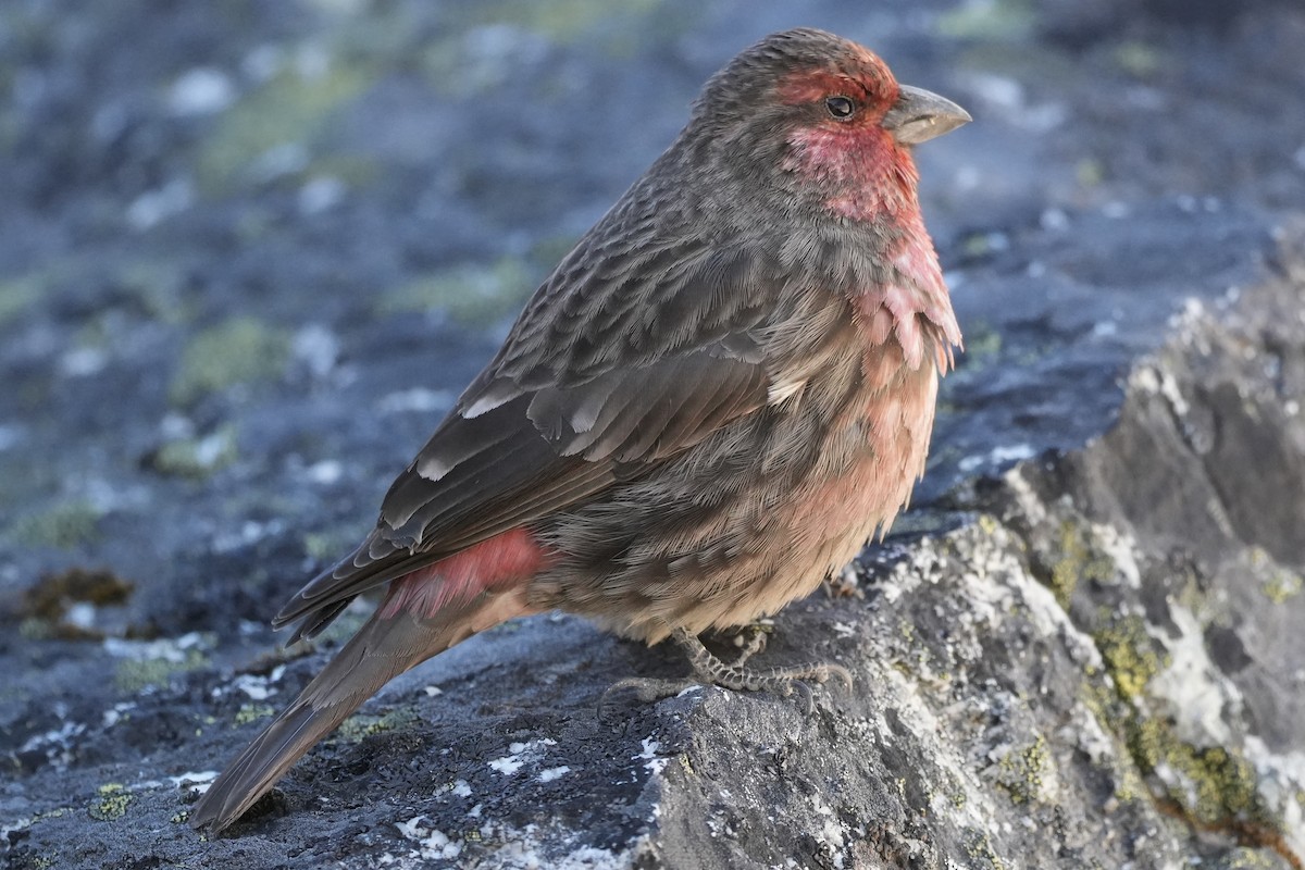 Red-fronted Rosefinch - ML646291292