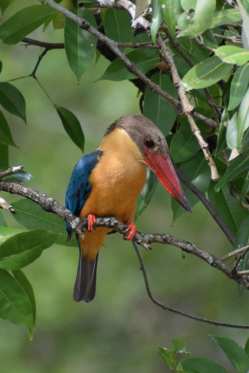 Stork-billed Kingfisher - ML646291293