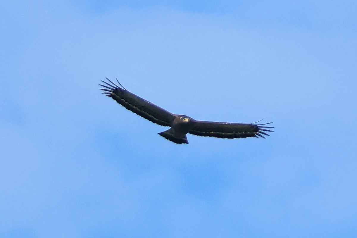 Crested Serpent-Eagle - ML646291294