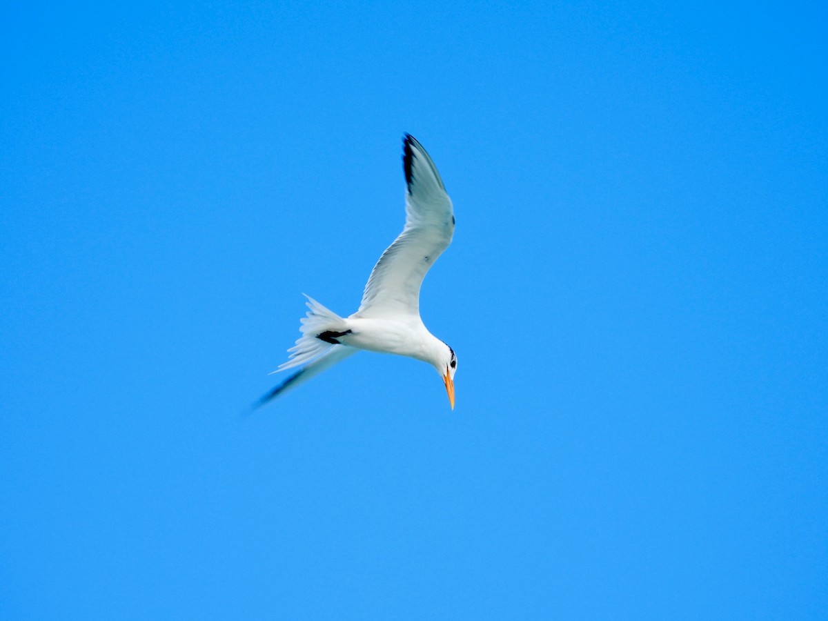 アメリカオオアジサシ - ML646291301