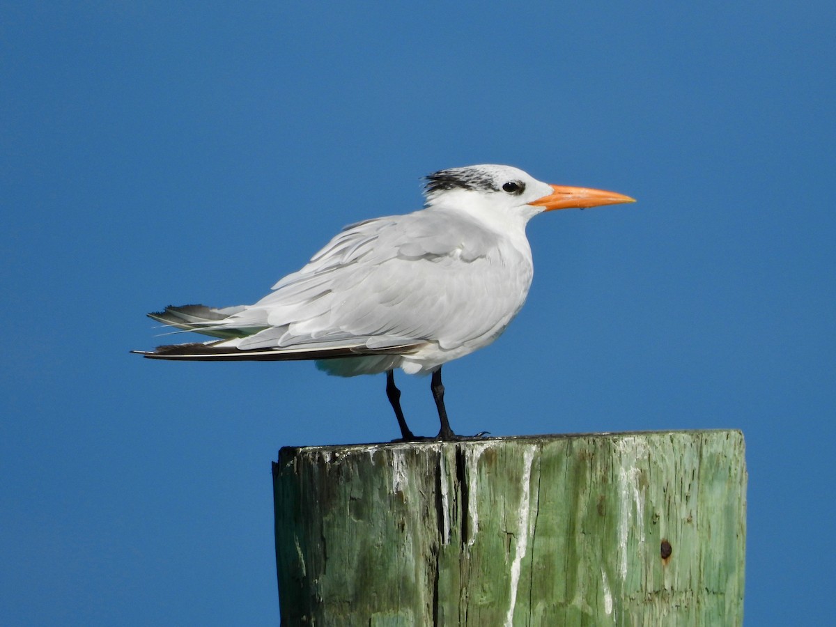 アメリカオオアジサシ - ML646291302