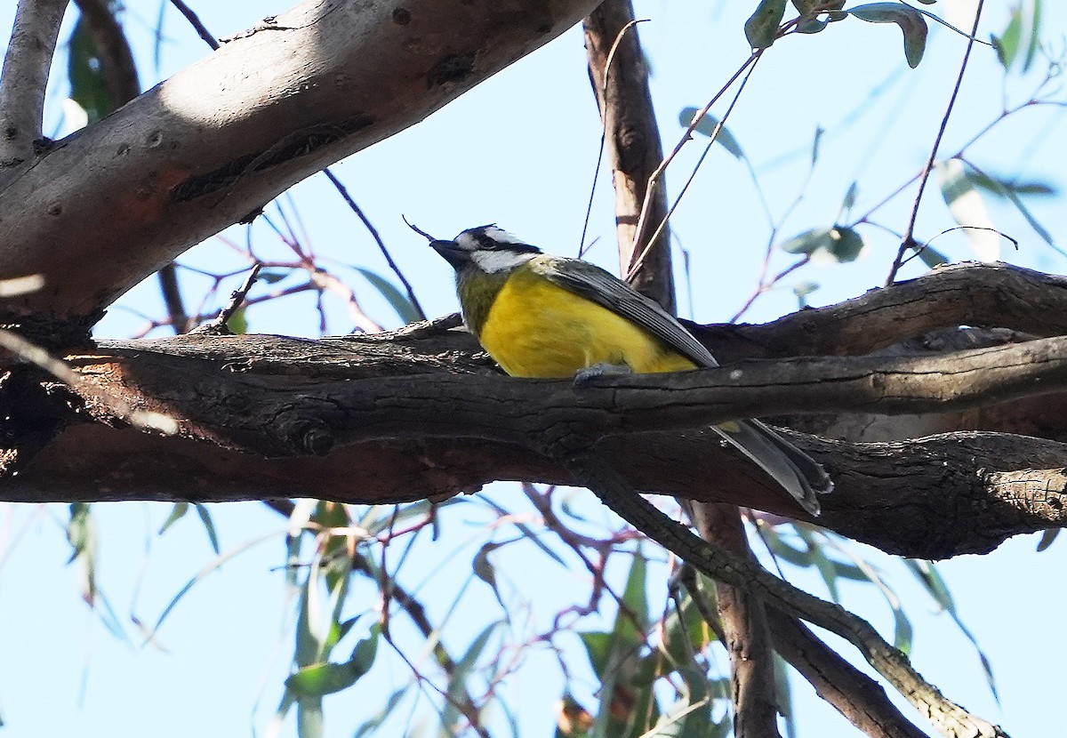 Eastern Shrike-tit - ML646291311