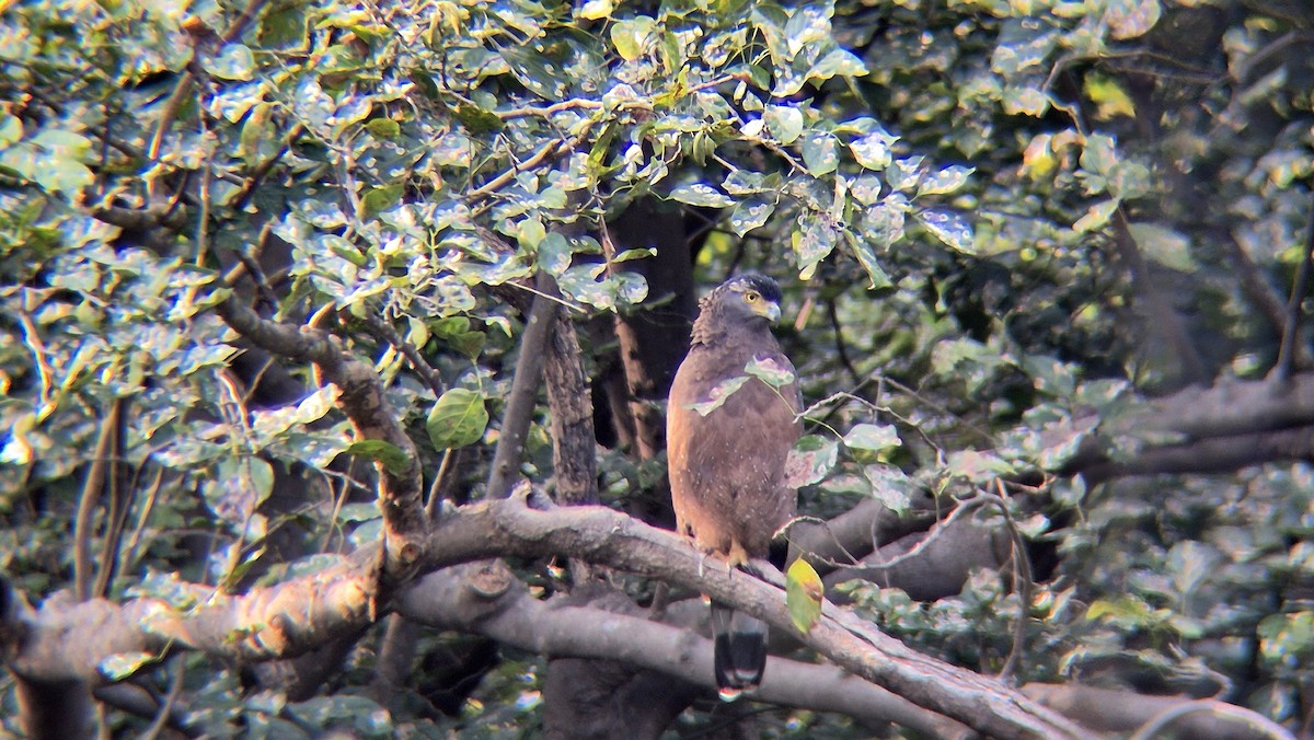 Хохлатый змееяд - ML646291313