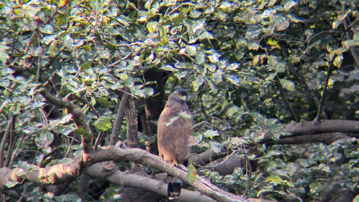 Хохлатый змееяд - ML646291314