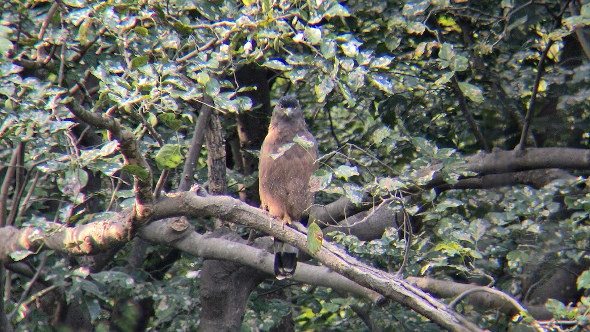 Хохлатый змееяд - ML646291315