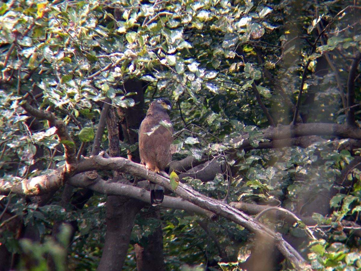 Хохлатый змееяд - ML646291316