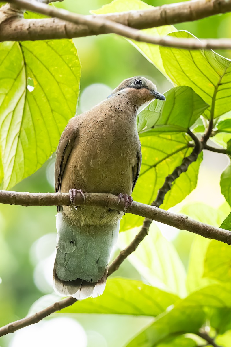 holub okrovohrdlý - ML646291318