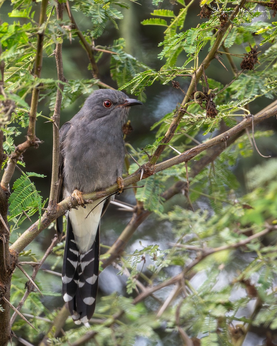 Cuco Pechigrís - ML646291322
