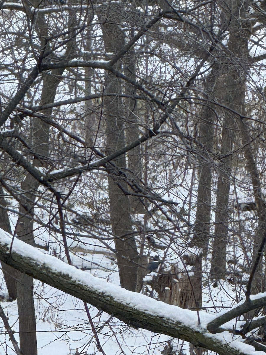 Belted Kingfisher - ML646291324