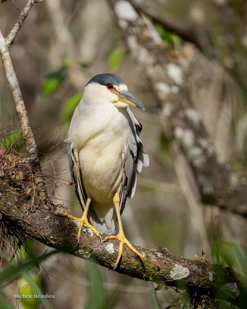 Black-crowned Night Heron - ML646291326