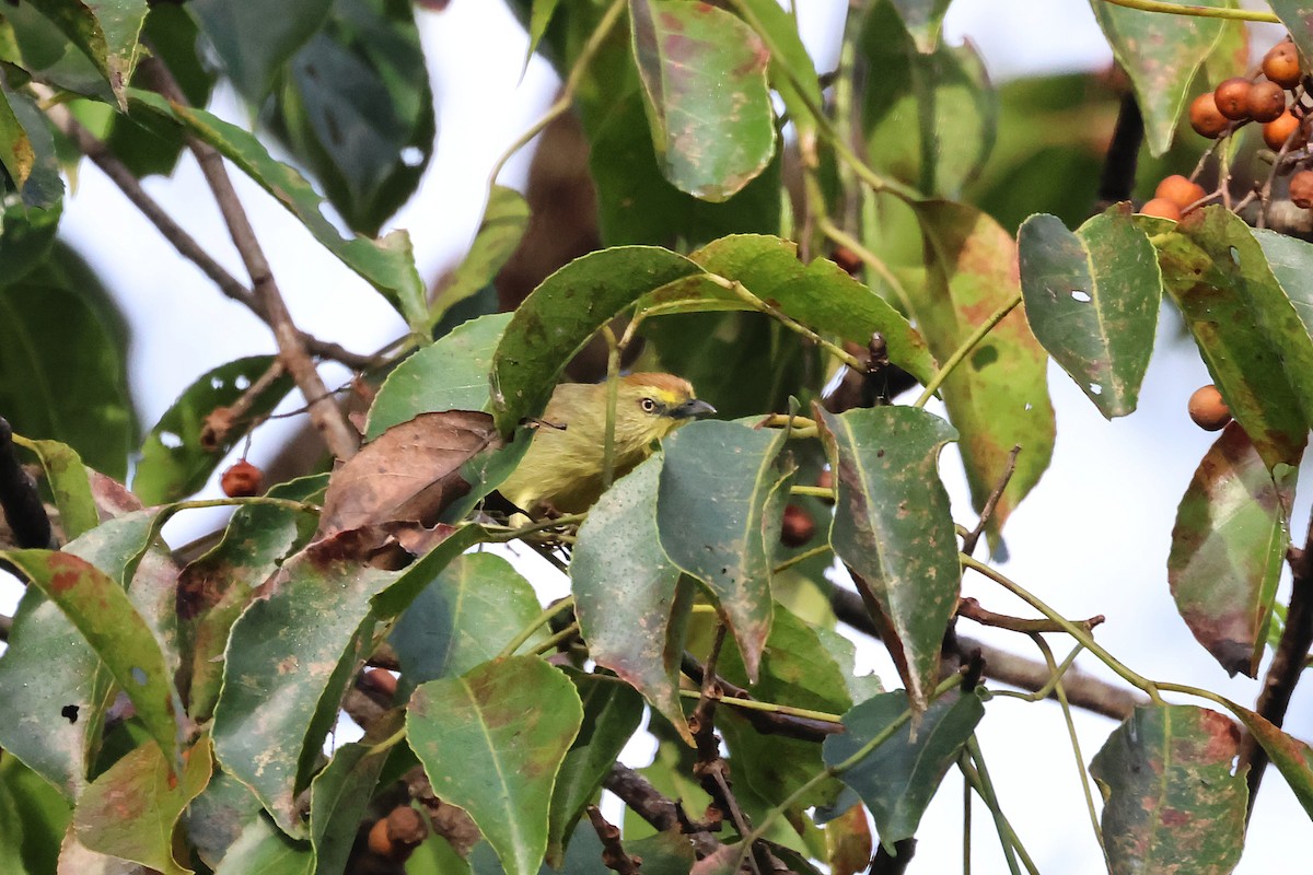 Timalí Goliestriado - ML646291328