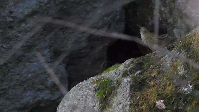 Northern Waterthrush - ML646291336