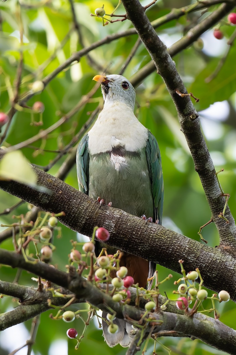 holub černobradý - ML646291337