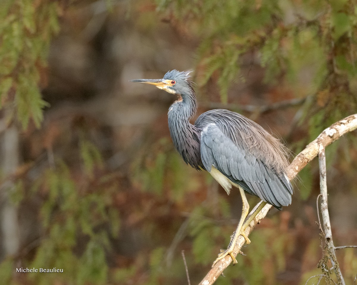 Tricolored Heron - ML646291344
