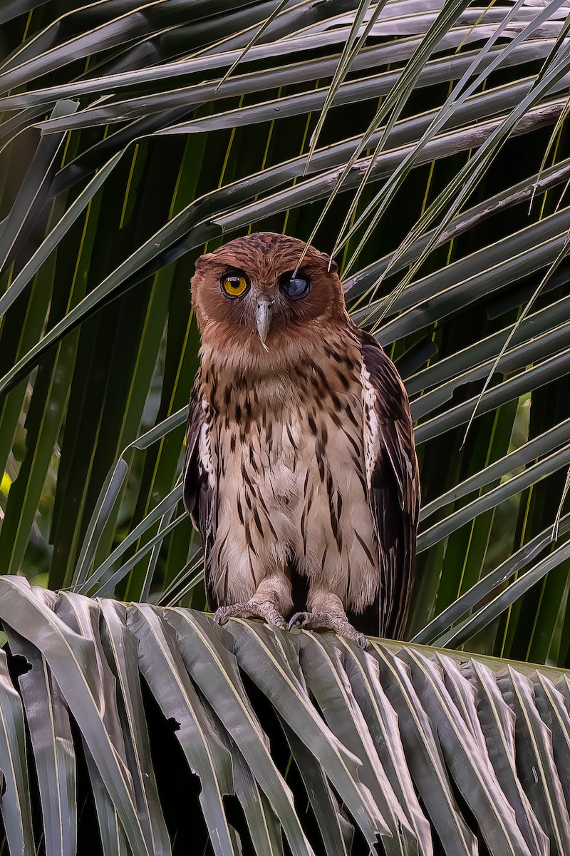 Philippine Eagle-Owl - ML646291352