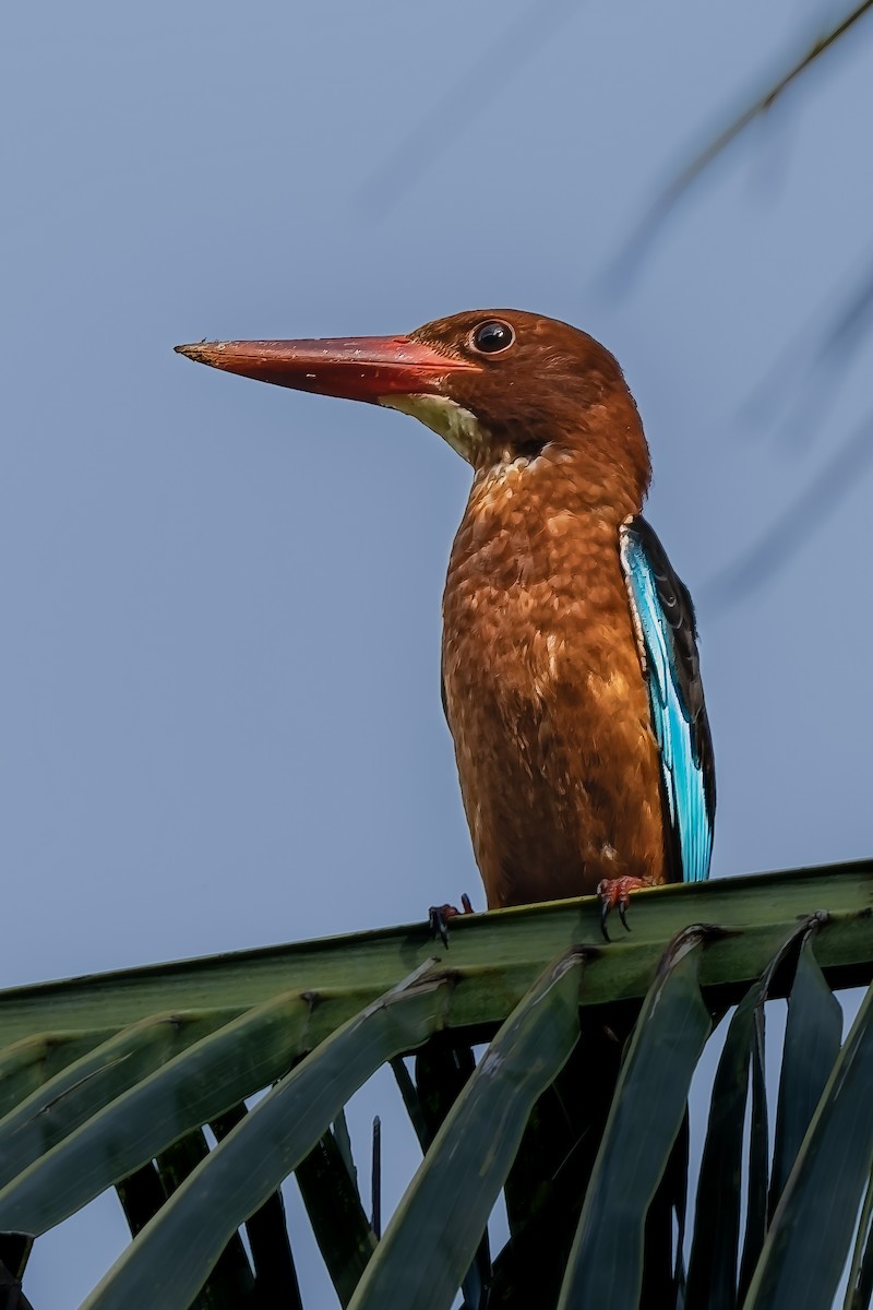 ledňáček hnědoprsý - ML646291355