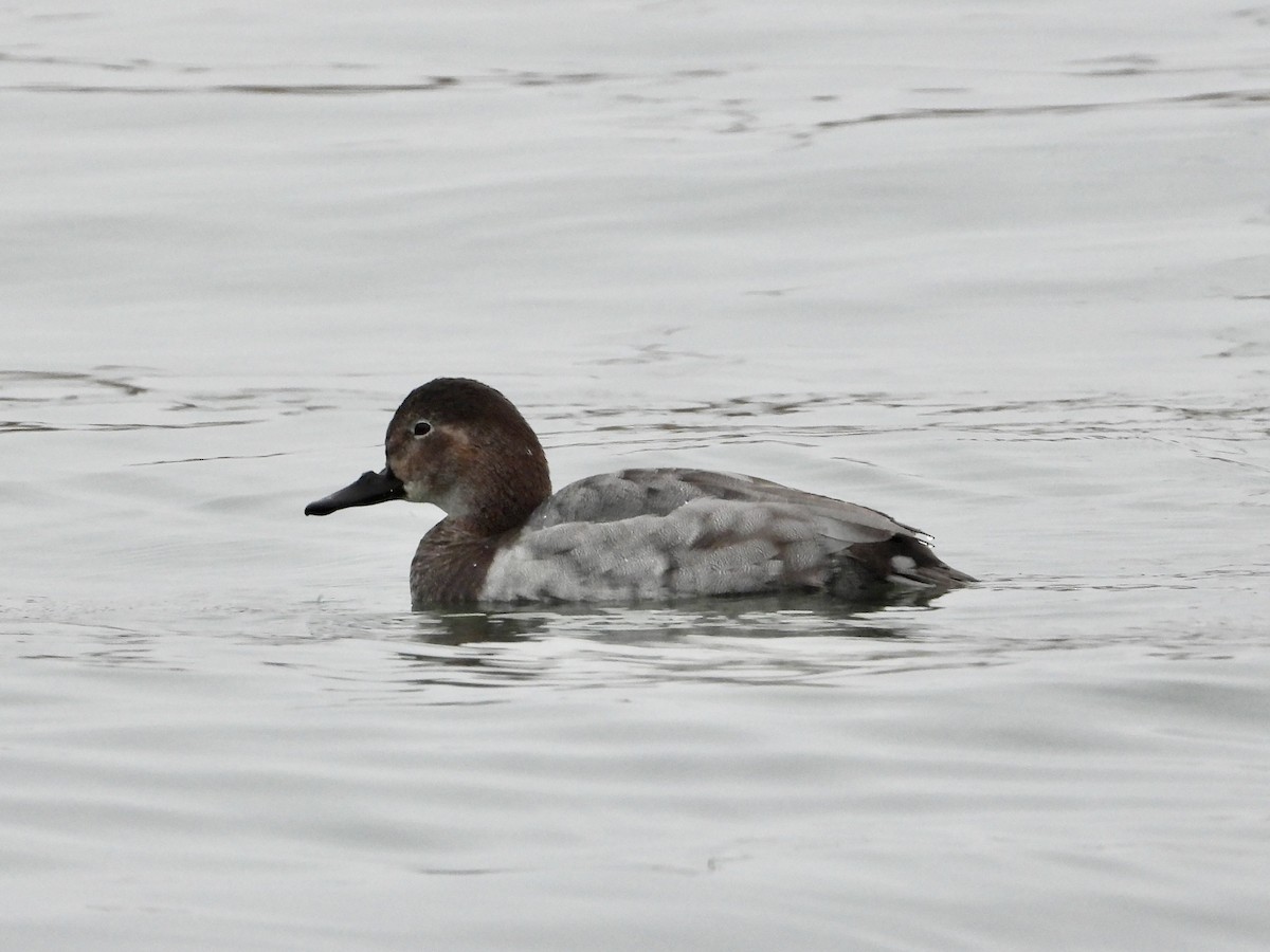 Common Pochard - ML646291360