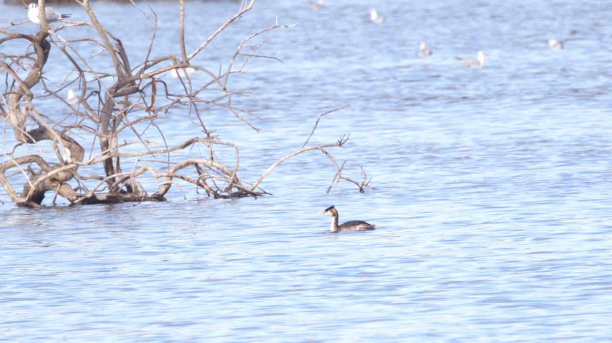 Отгот шунгуур - ML646291361