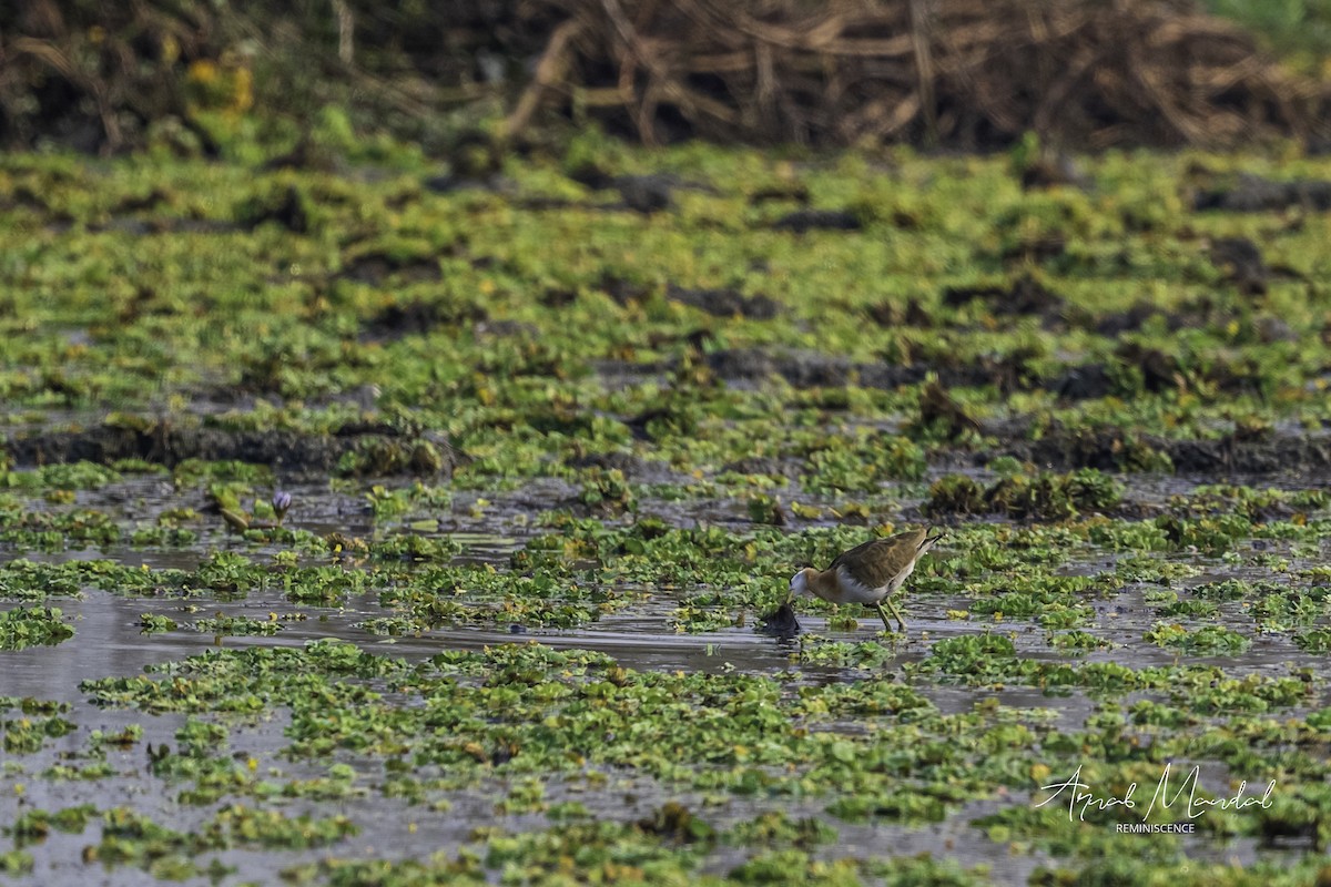 fasanbladhøne - ML646291364