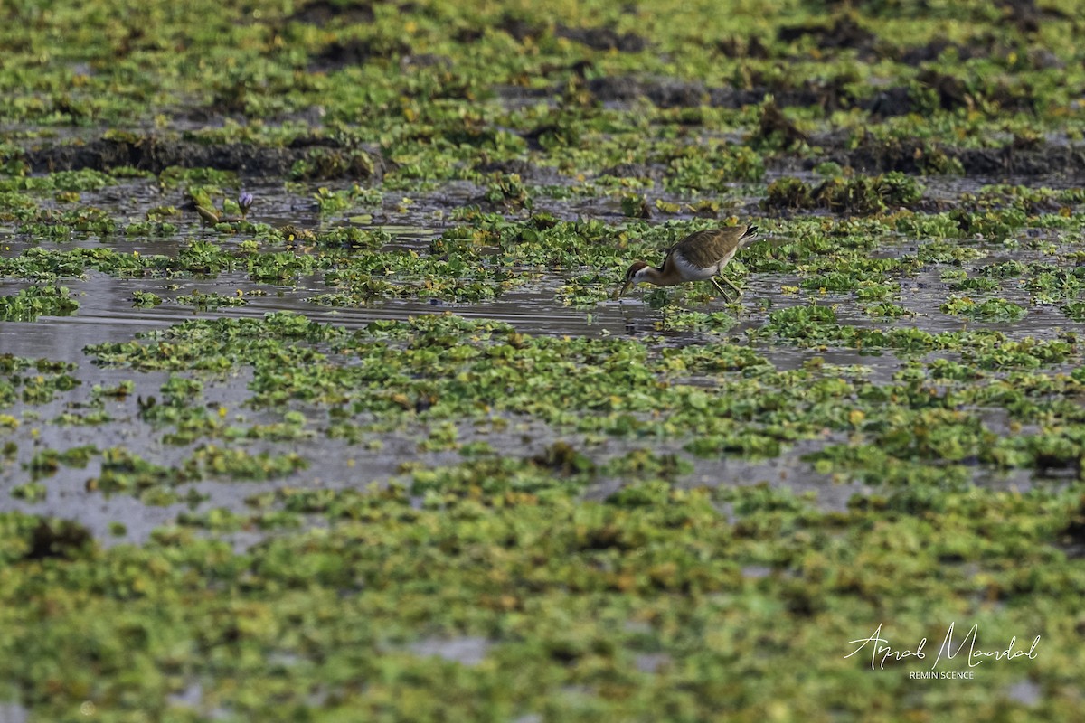 fasanbladhøne - ML646291365