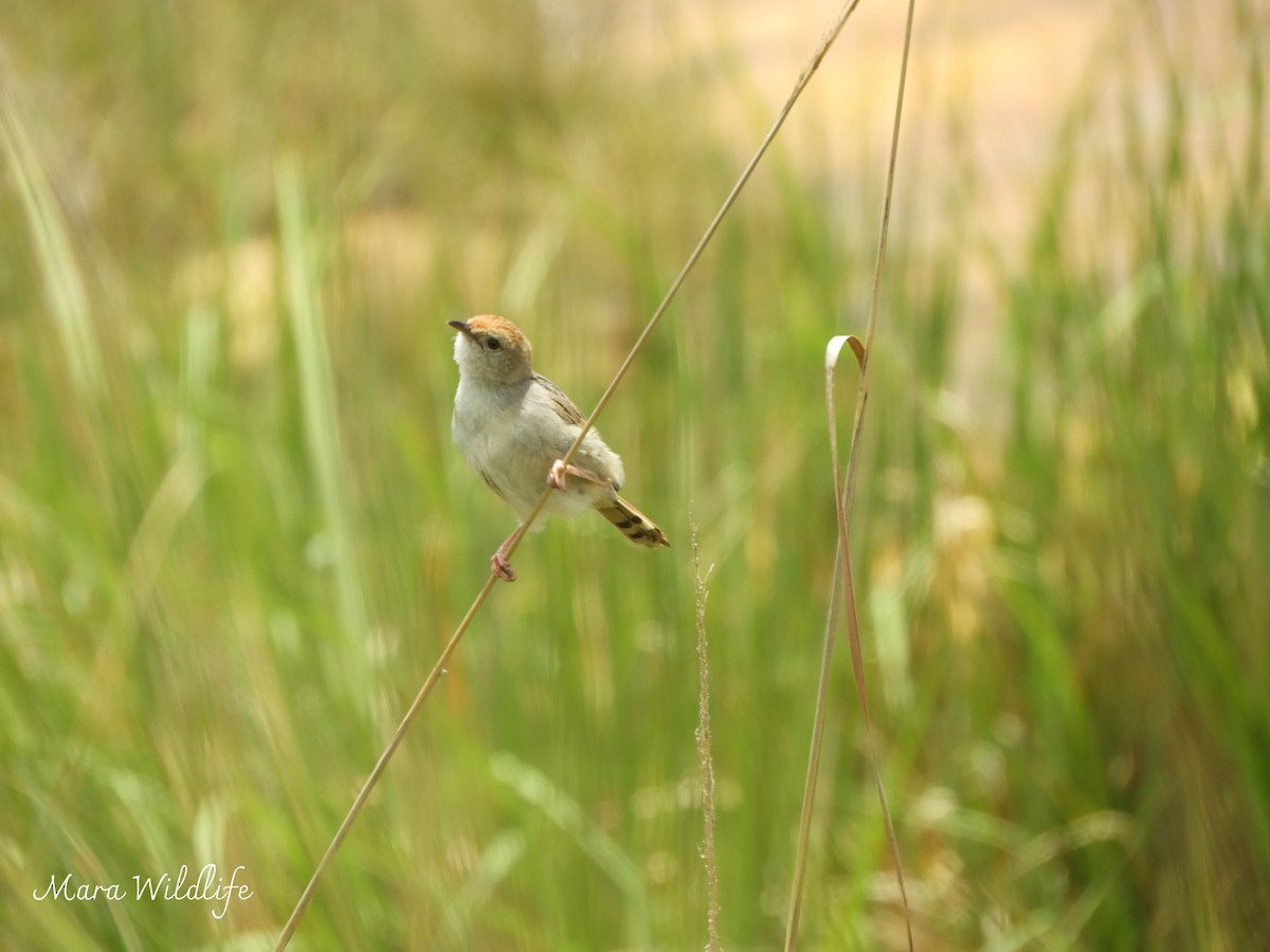 Wailing Cisticola - ML646291366