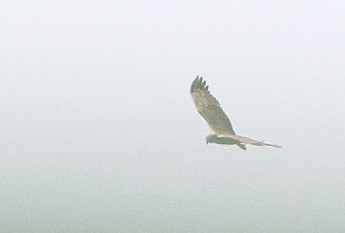 Hen Harrier - ML646291369