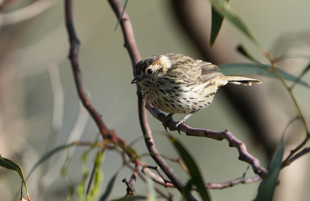 Speckled Warbler - ML646291370