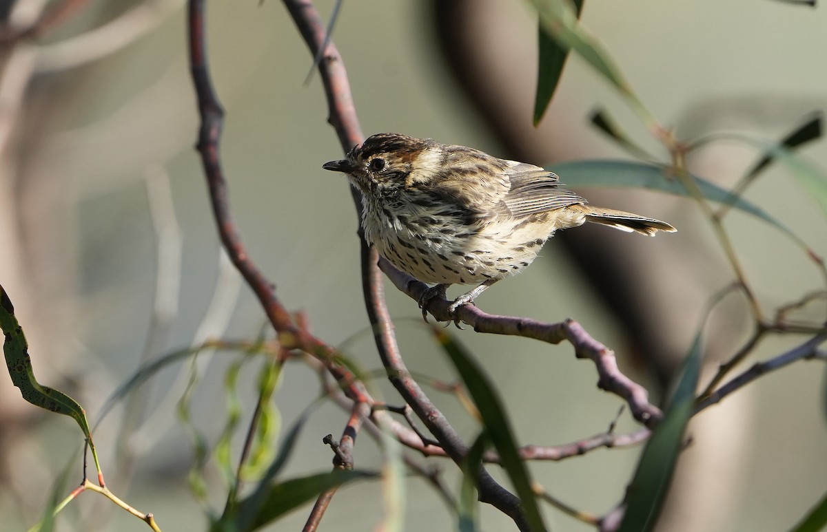 Speckled Warbler - ML646291371