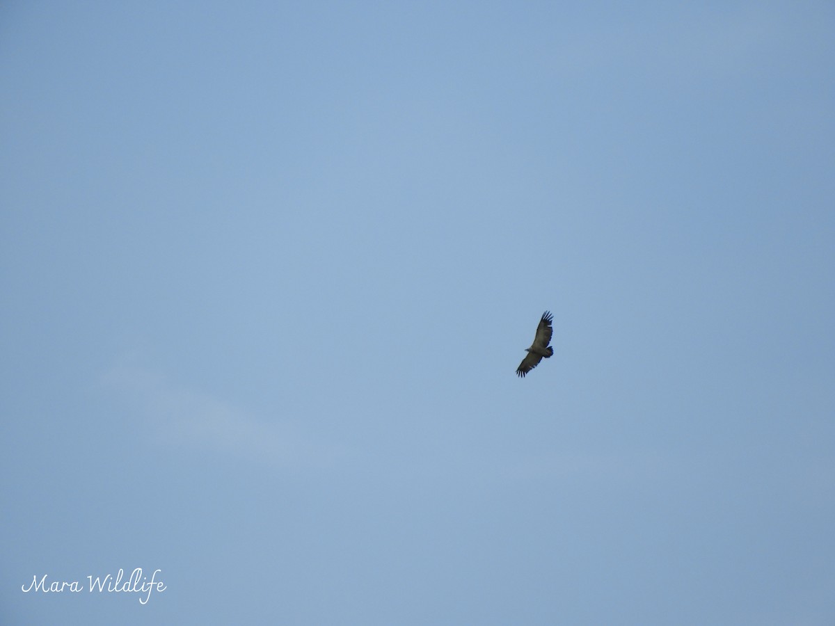 Cape Griffon - ML646291372